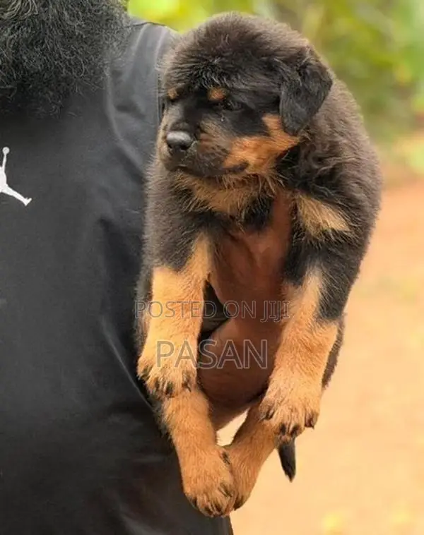 Rottweiler Dogs