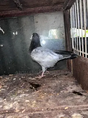 Pigeons