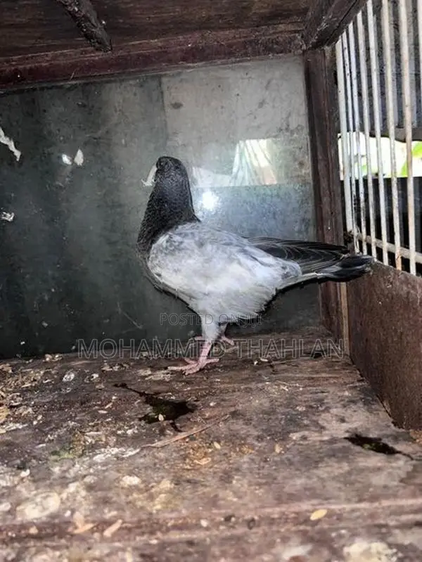Pigeons