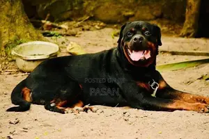 Rottweiler Dogs