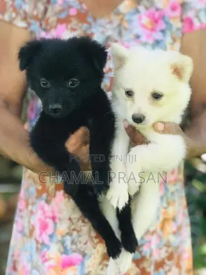 Pomeranian Puppies