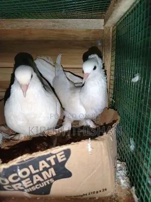 Pigeon