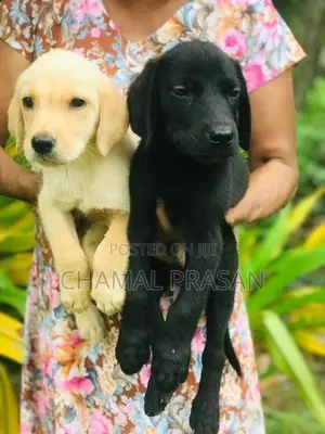 Labrador Puppies