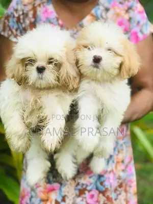 Shih Tzu Puppies