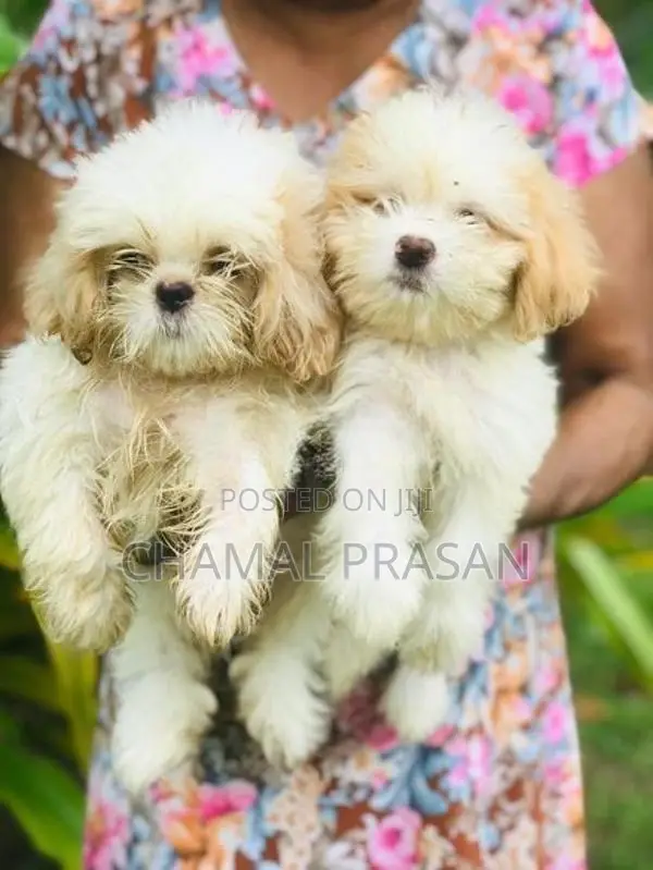 Shih Tzu Puppies