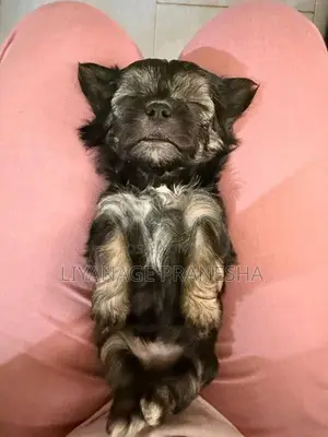 Terrier Puppies