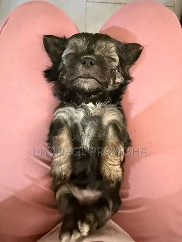Terrier Puppies