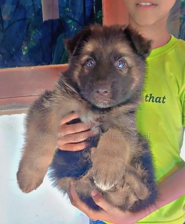 German Shepherd Puppies