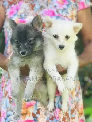 Pomeranian Puppies