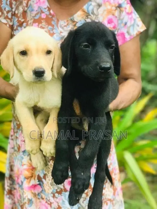 Labrador Puppies