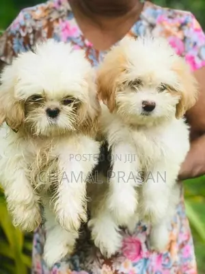 Shih Tzu Puppies