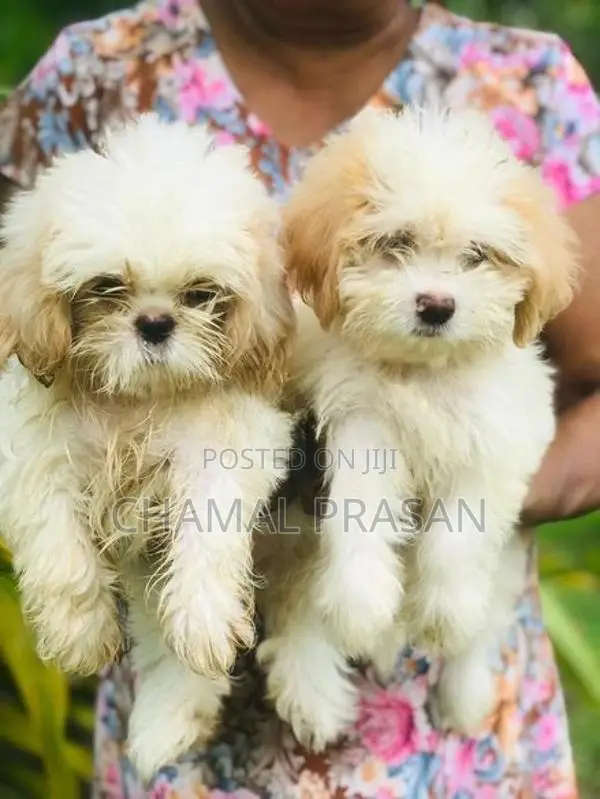 Shih Tzu Puppies