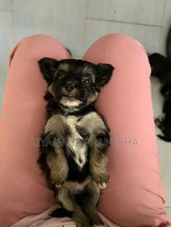 Terrier Puppies