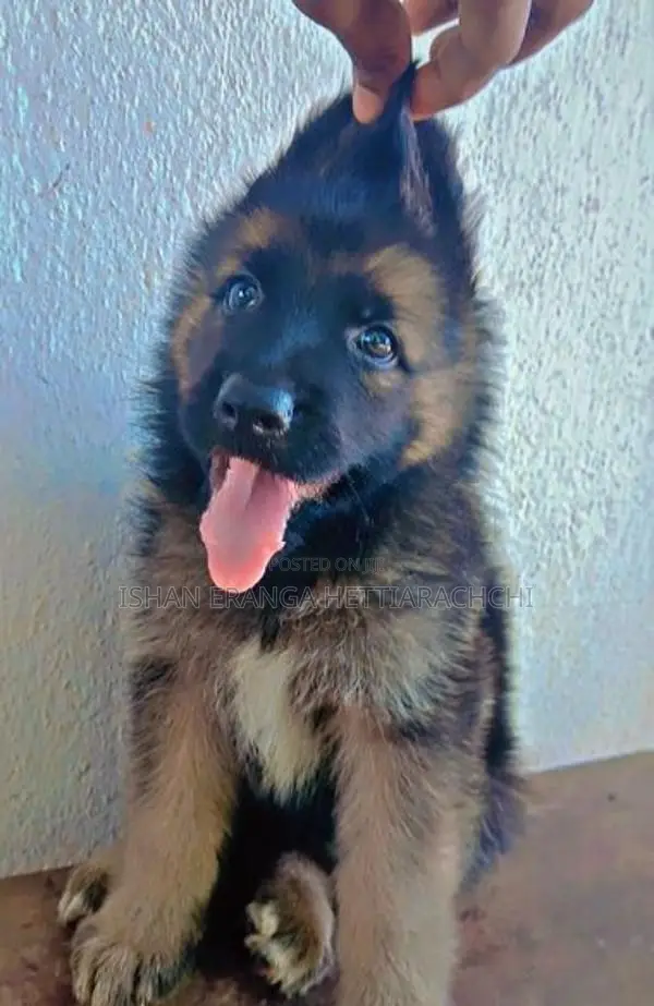 German Shepherd Puppies