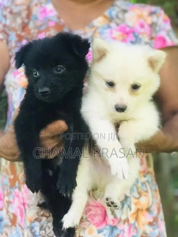 Pomeranian Puppies