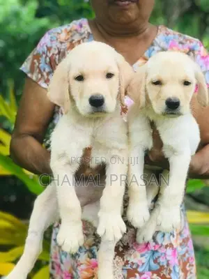 Labrador Puppies