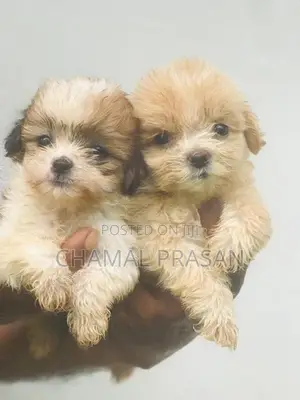 Shih Tzu Puppies