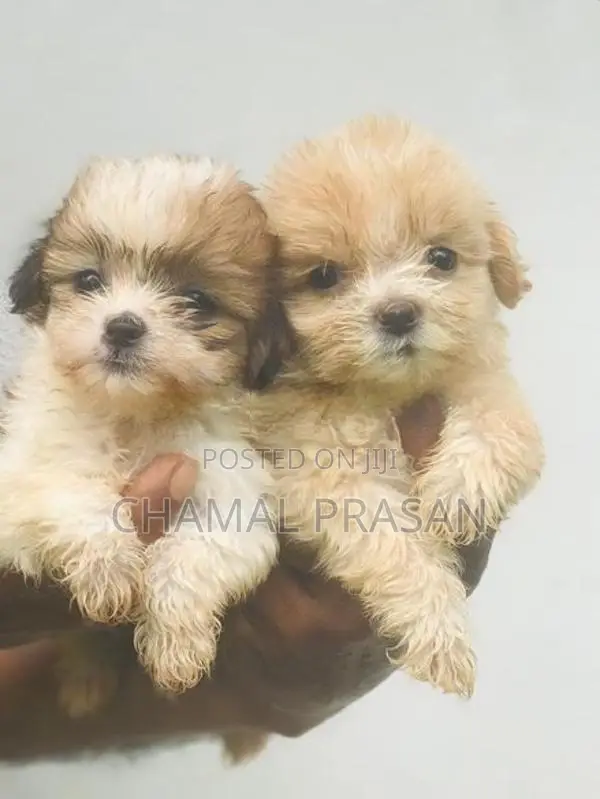 Shih Tzu Puppies