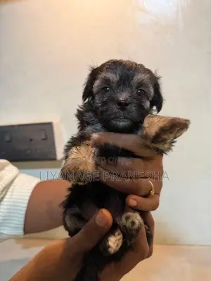 Terrier Puppies