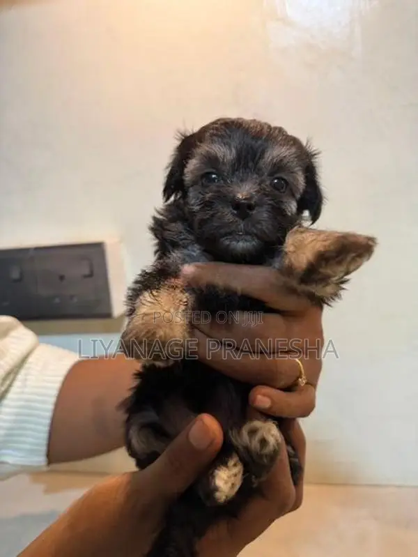 Terrier Puppies