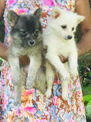 Pomeranian Puppies