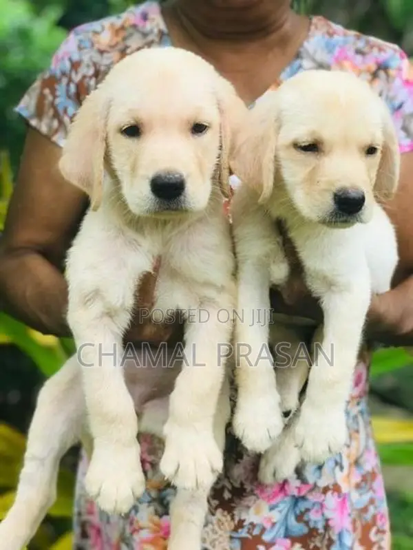 Labrador Puppies