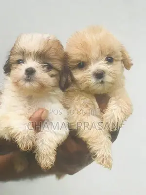 Shih Tzu Puppies