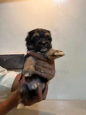Terrier Puppies