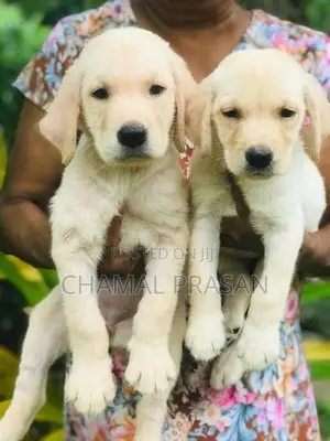 Labrador Puppies