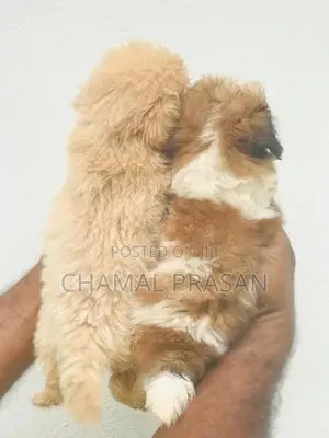 Shih Tzu Puppies