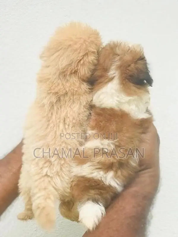 Shih Tzu Puppies
