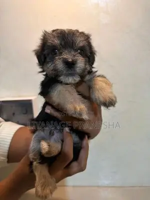 Terrier Puppies