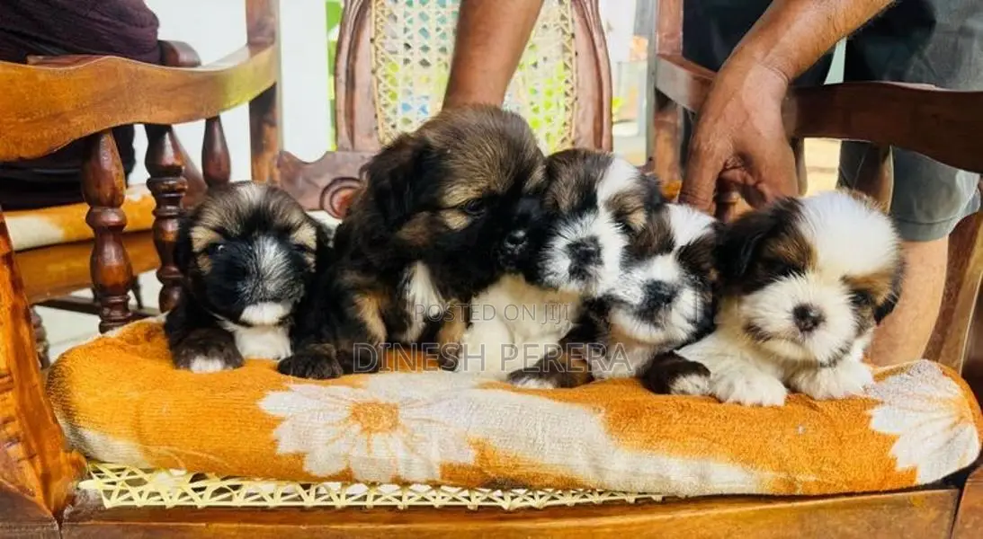 Shih Tzu Puppies