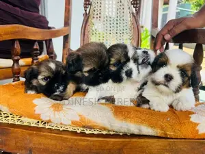 Shih Tzu Puppies
