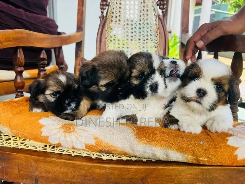 Shih Tzu Puppies