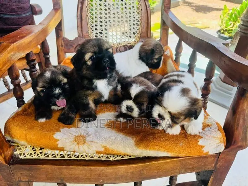 Shih Tzu Puppies