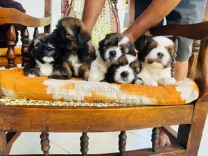 Shih Tzu Puppies