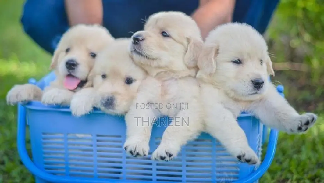 Golden Retriever Puppies