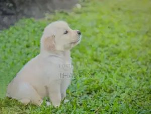 Golden Retriever Puppies