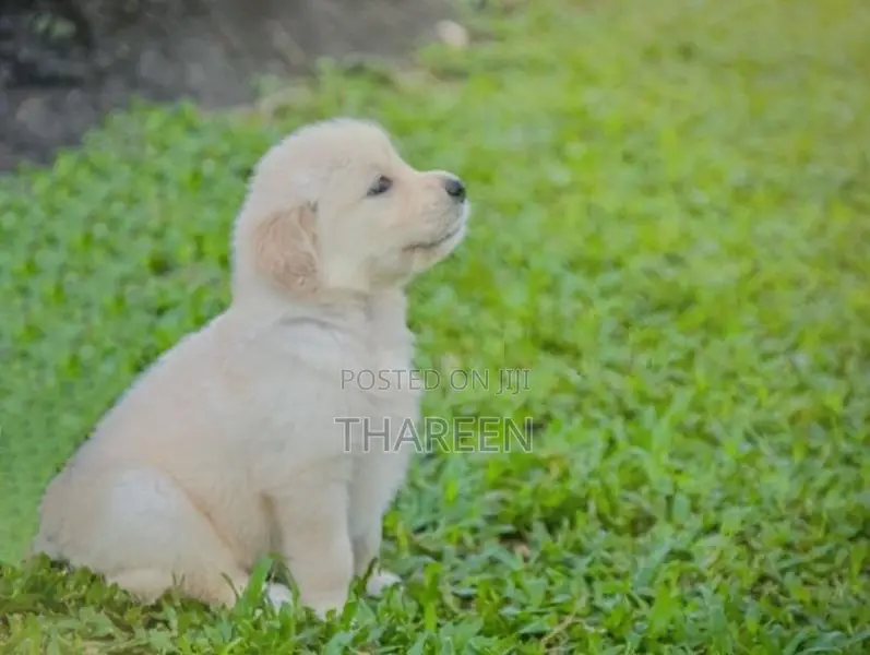 Golden Retriever Puppies