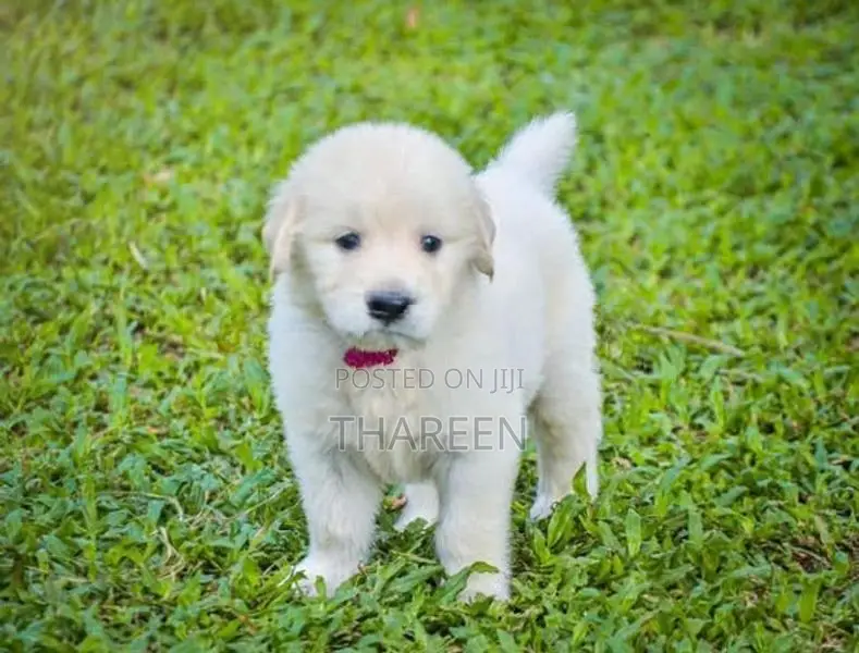 Golden Retriever Puppies