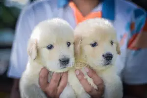 Golden Retriever Puppies