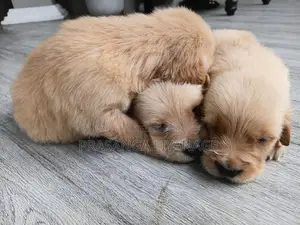Golder Retriver Puppies