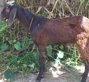 Male Goats