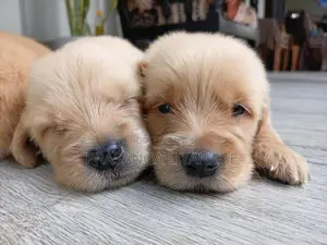 Golder Retriver Puppies