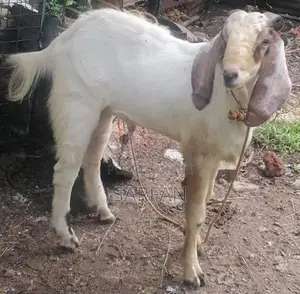 Male Goats