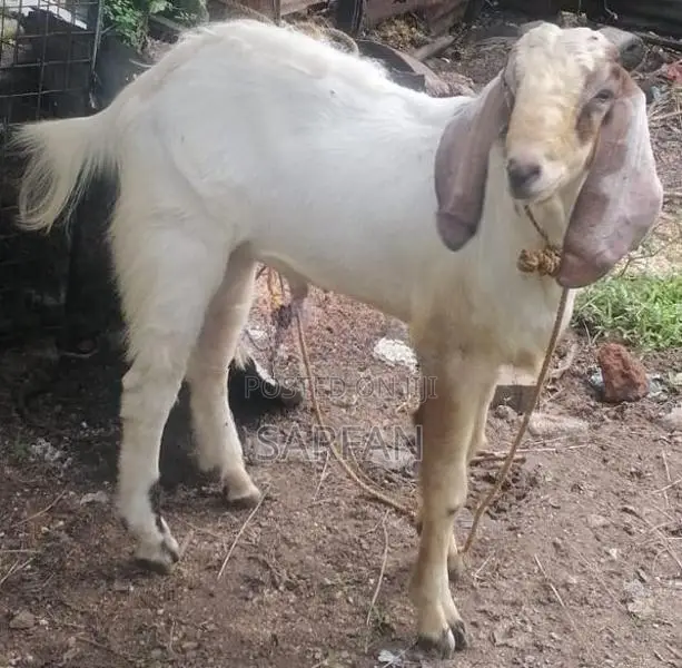 Male Goats