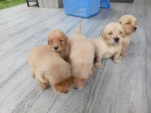 Golder Retriver Puppies