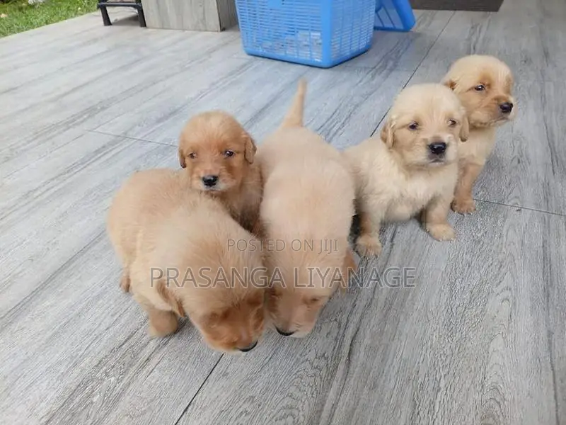 Golder Retriver Puppies