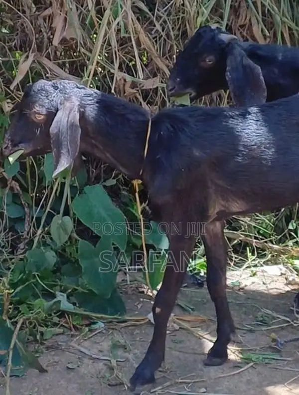 Male Goats